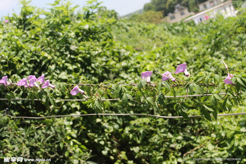 南丫岛牵牛花