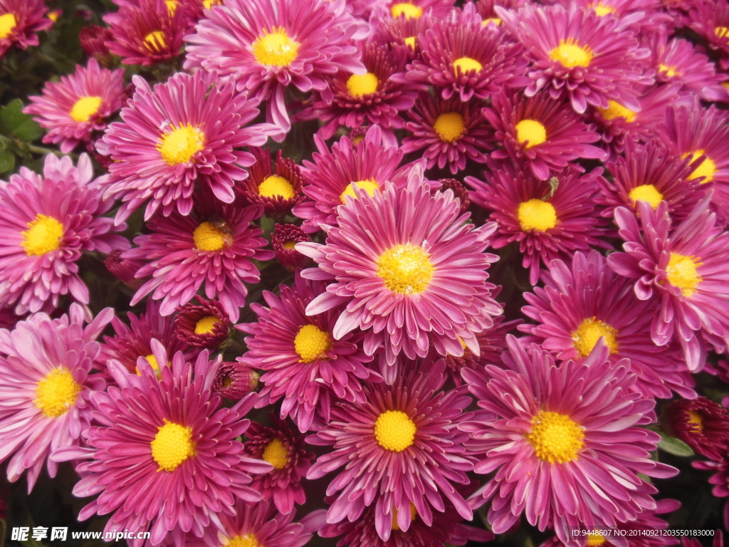 菊花