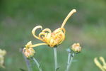 菊花花蕊