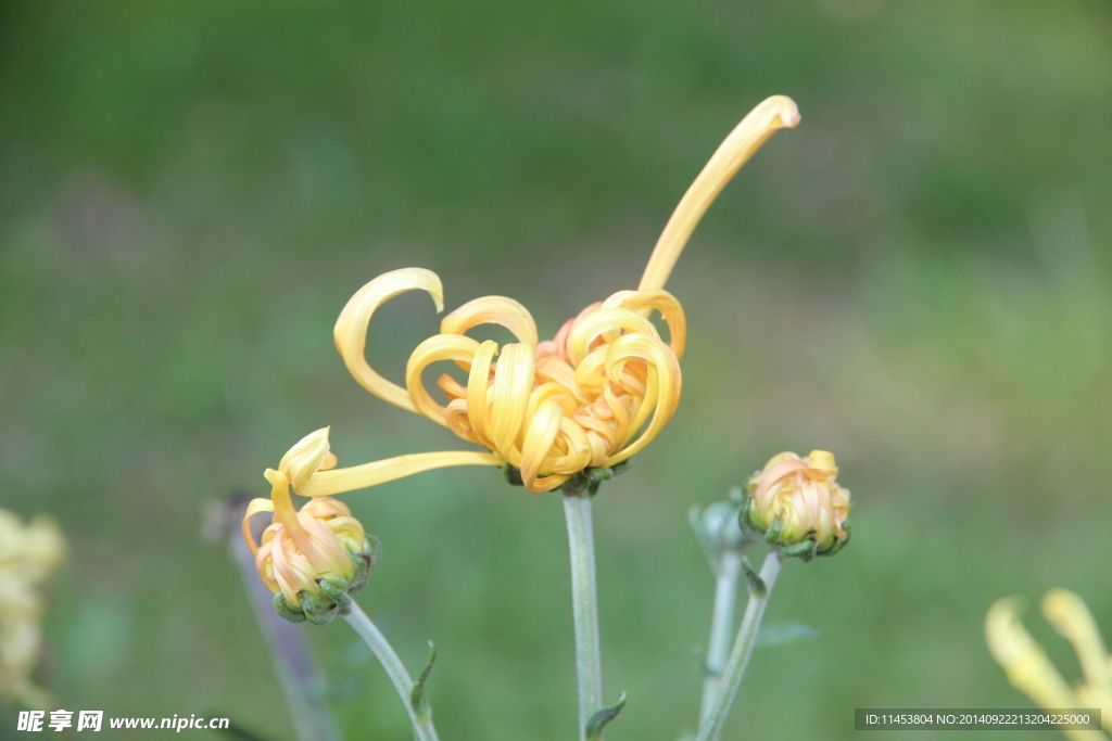 菊花花蕊