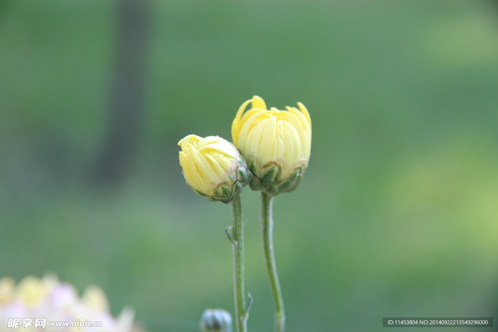 菊花