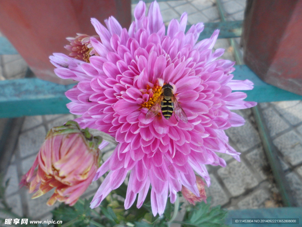 菊花