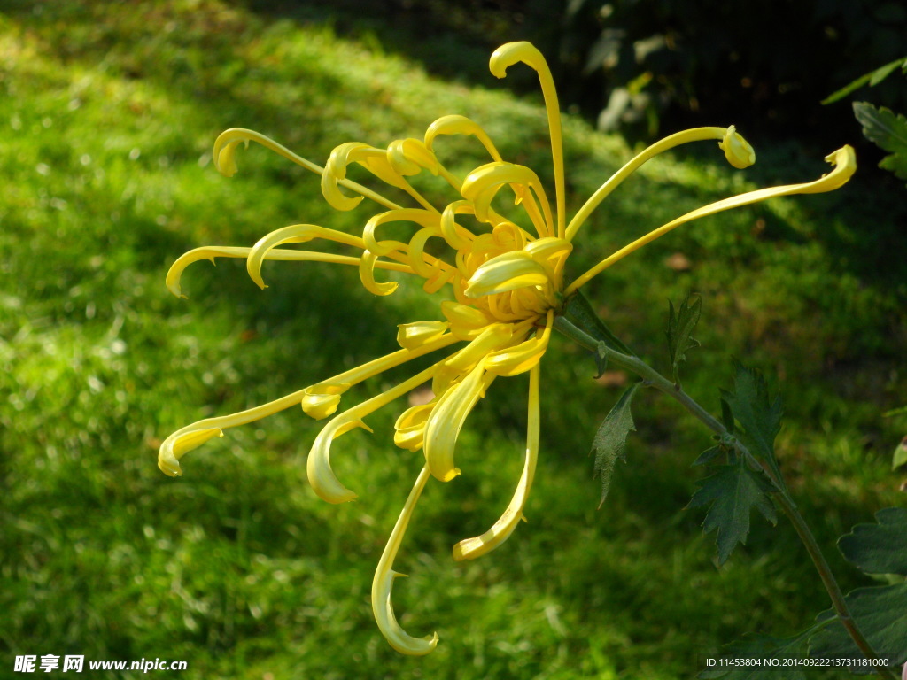 菊花