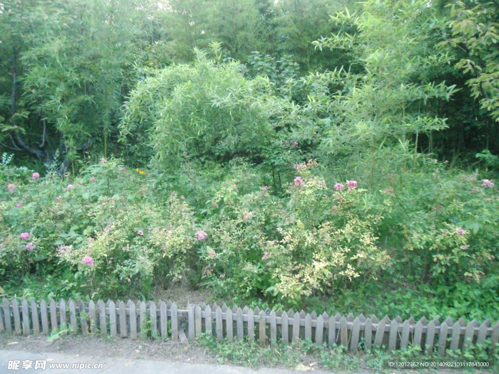 花园植被图片