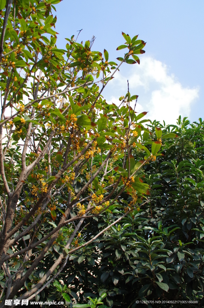 桂花树
