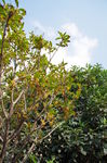 桂花树