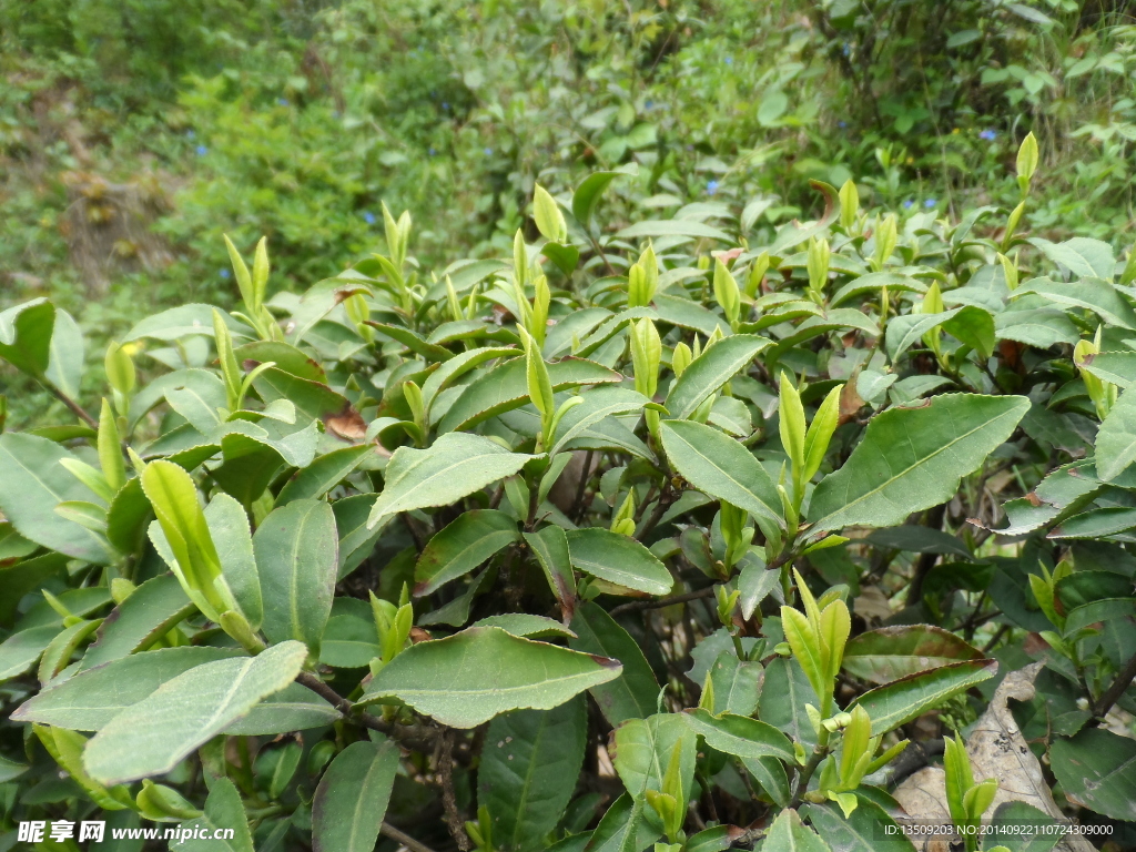 信阳毛尖茶树风光