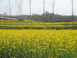 田园油菜花风光