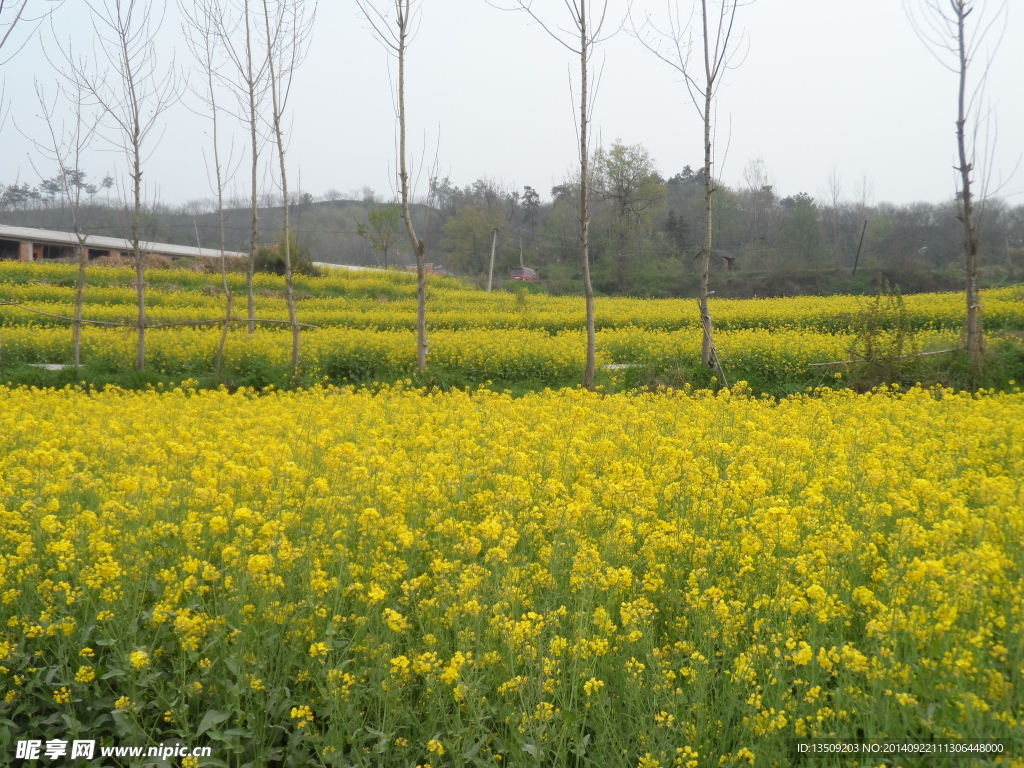 田园油菜花风光