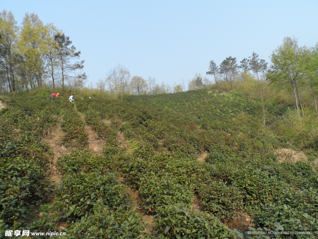 信阳毛尖高山茶园风光