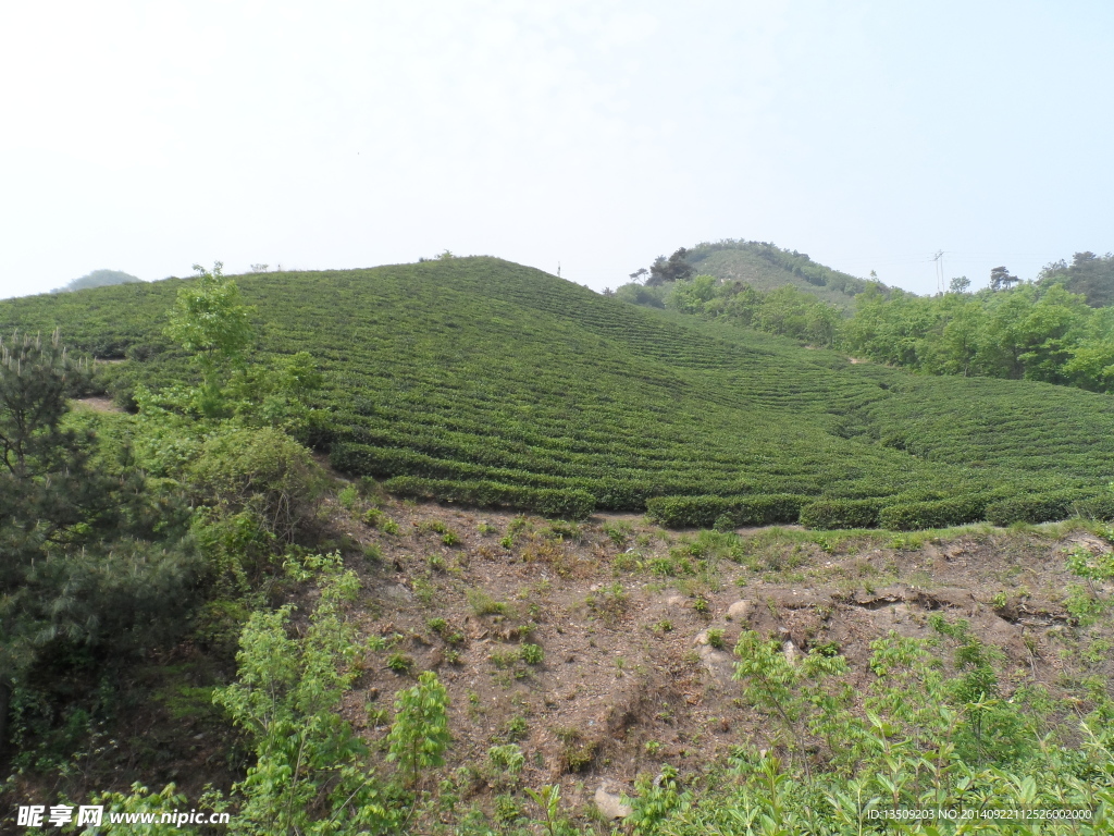 信阳黑龙潭信阳毛尖茶