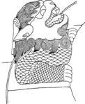 石狮 矢量线稿 图腾 