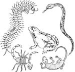 蛇 蝎子 青蛙 动物 线