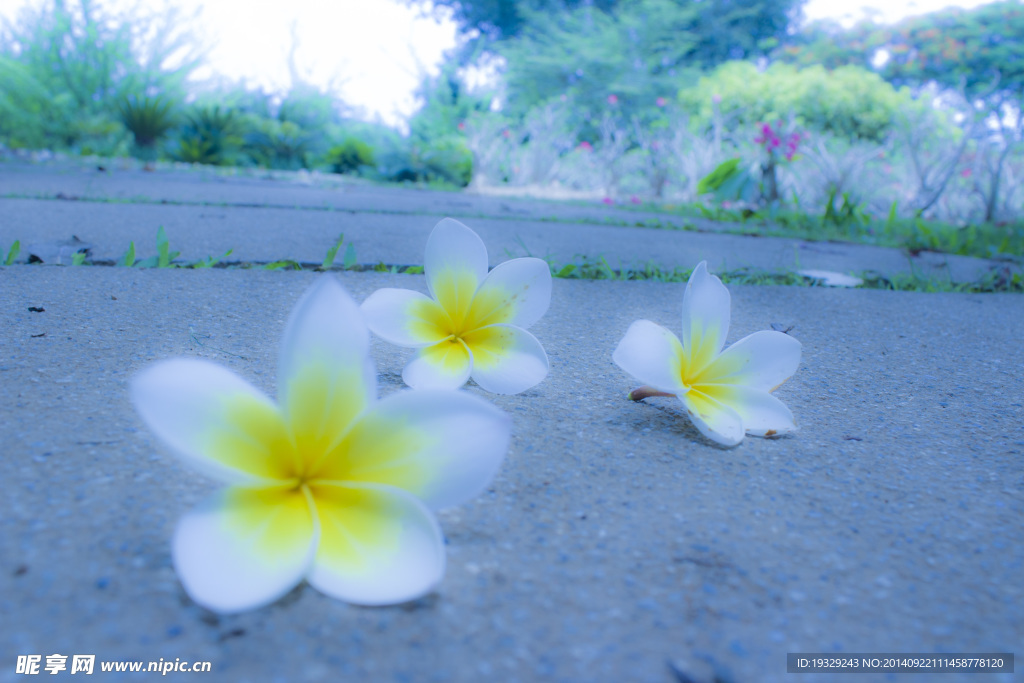 鸡蛋花