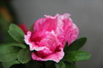 山茶花开 山茶花 茶花