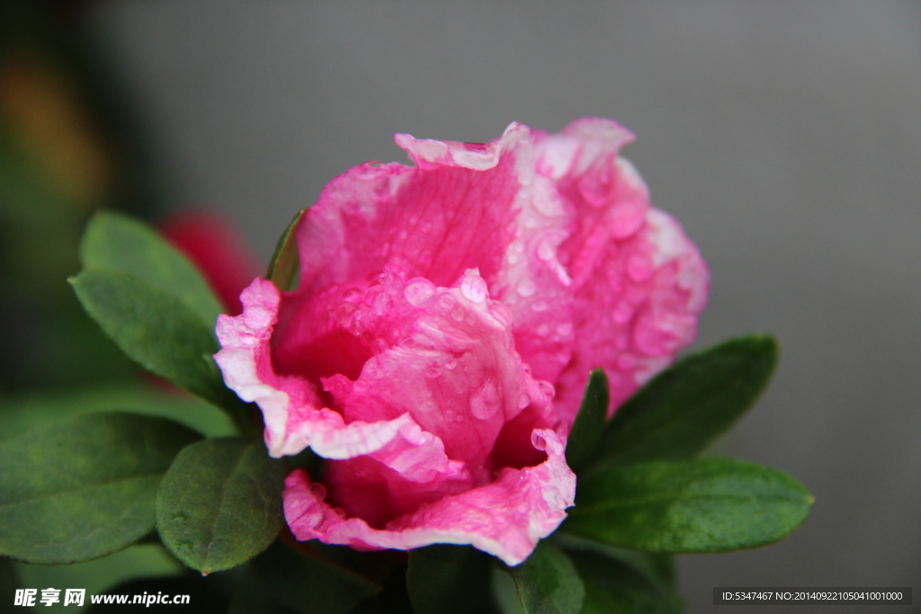 山茶花开 山茶花 茶花