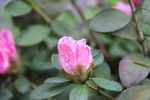 山茶花开 山茶花 茶花