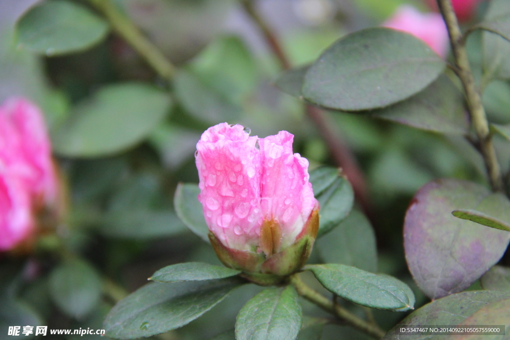 山茶花开 山茶花 茶花