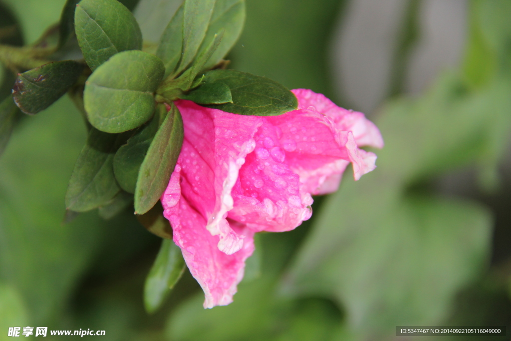 山茶花开 山茶花 茶花