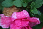 山茶花开 山茶花 茶花
