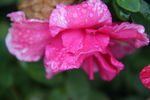 山茶花开 山茶花 茶花