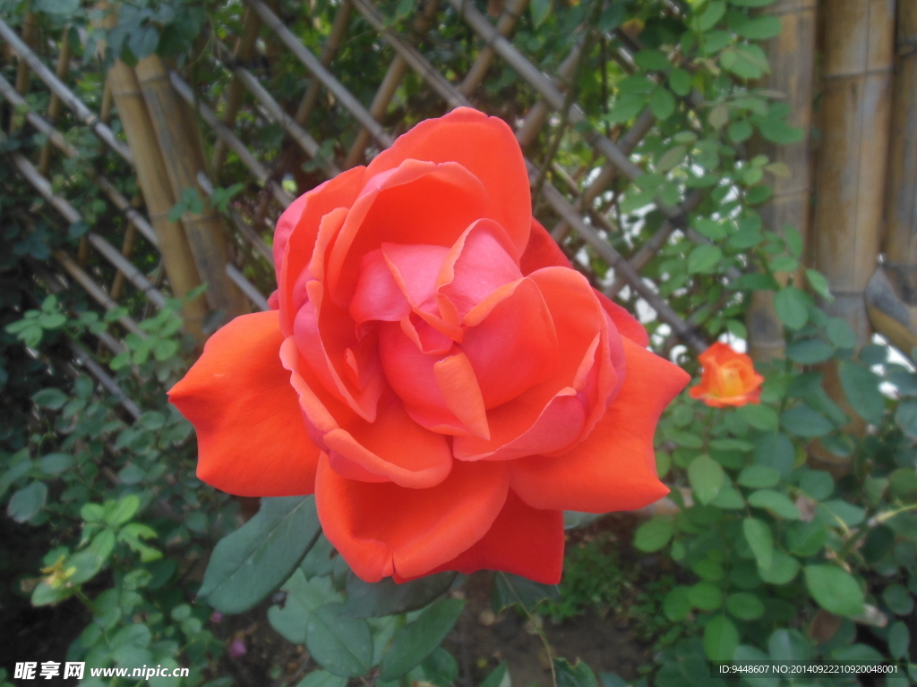 月季花