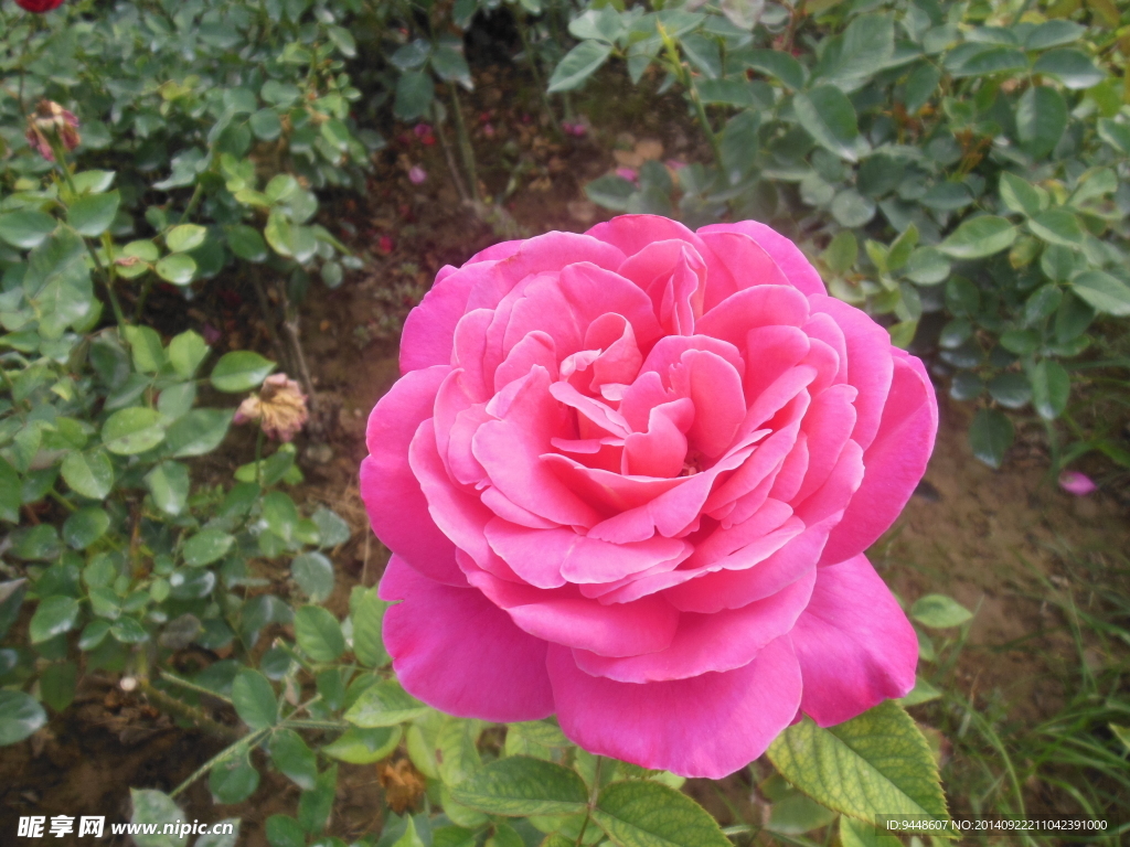 月季花
