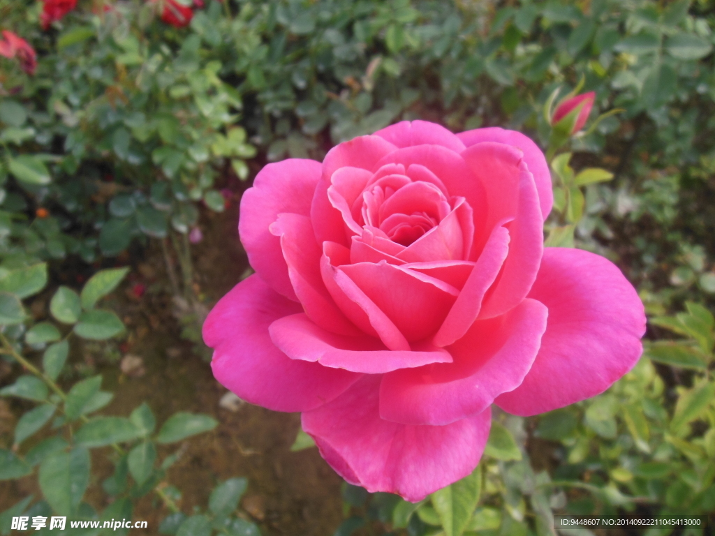 月季花