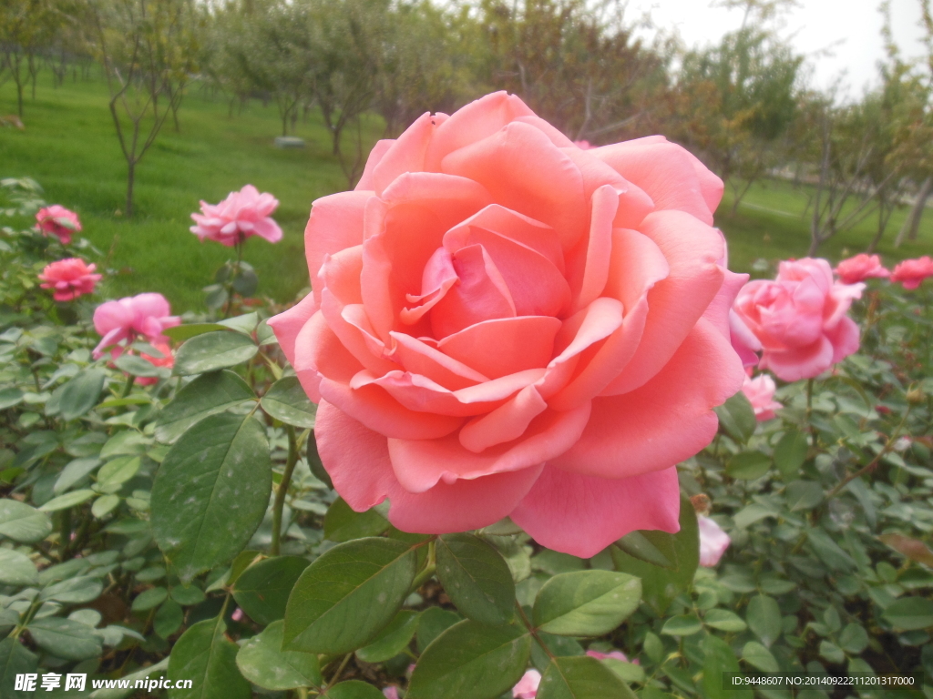 月季花