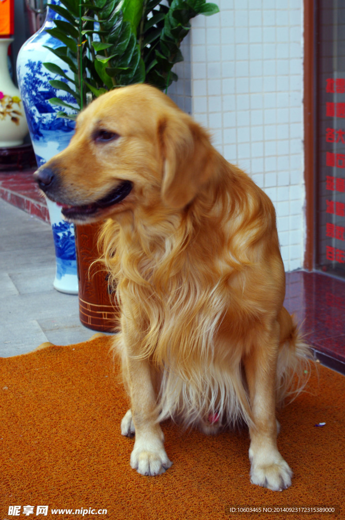 店门金毛狗