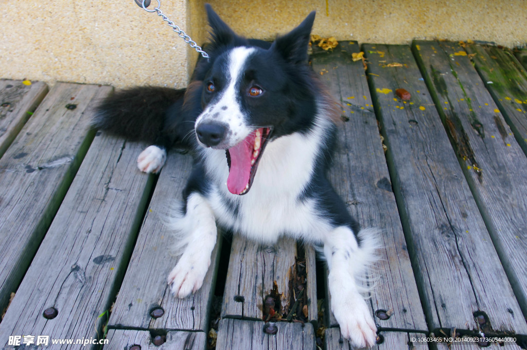 黑花牧羊犬