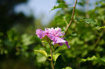 小树