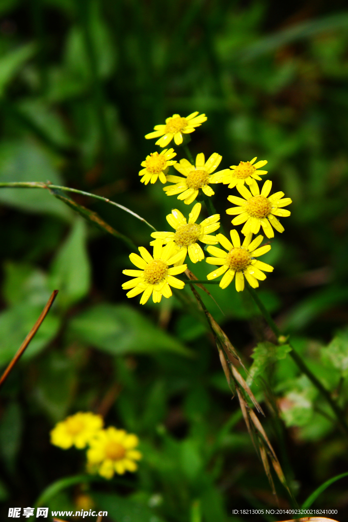 野菊花