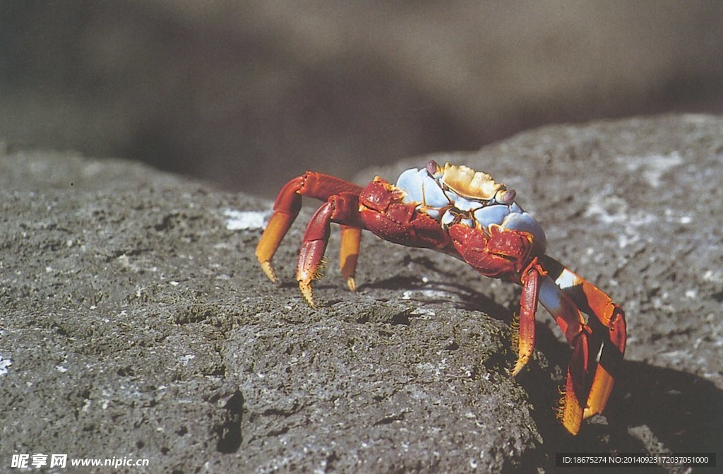海洋生物