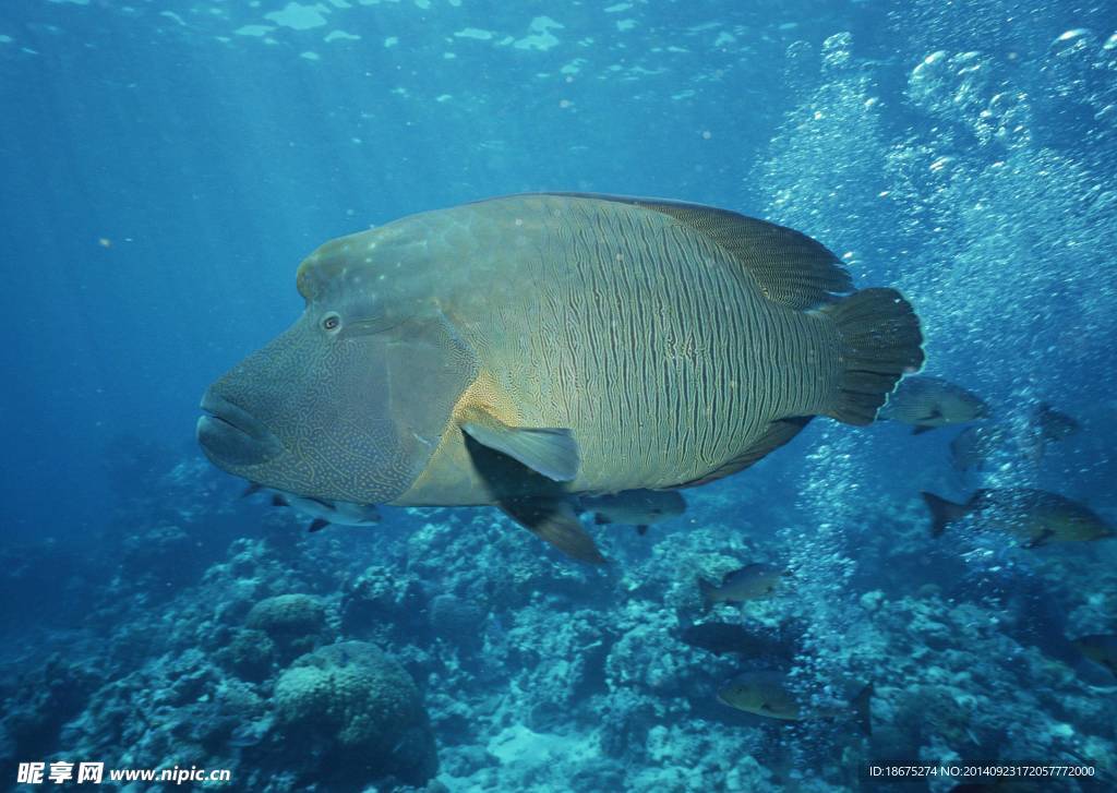 海洋生物
