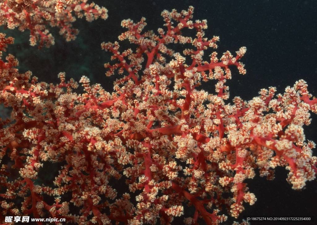 水底生物