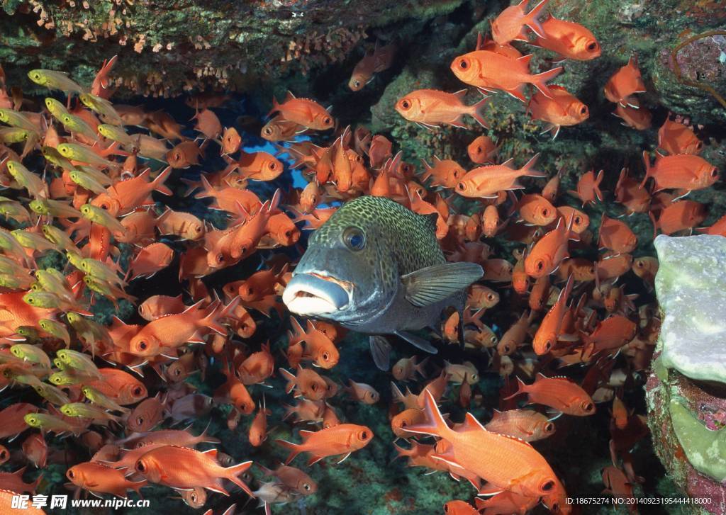 海洋生物