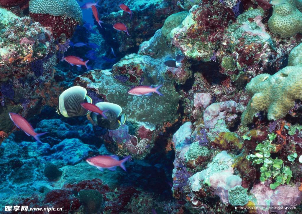 海洋生物