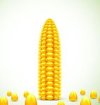 玉米