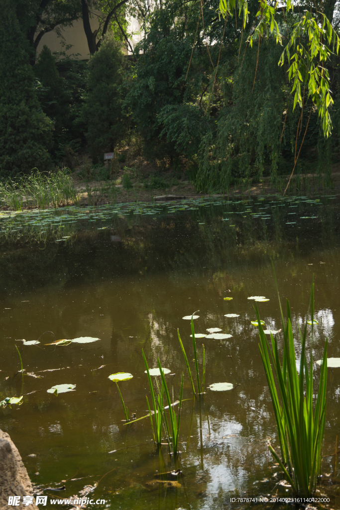 池塘景观
