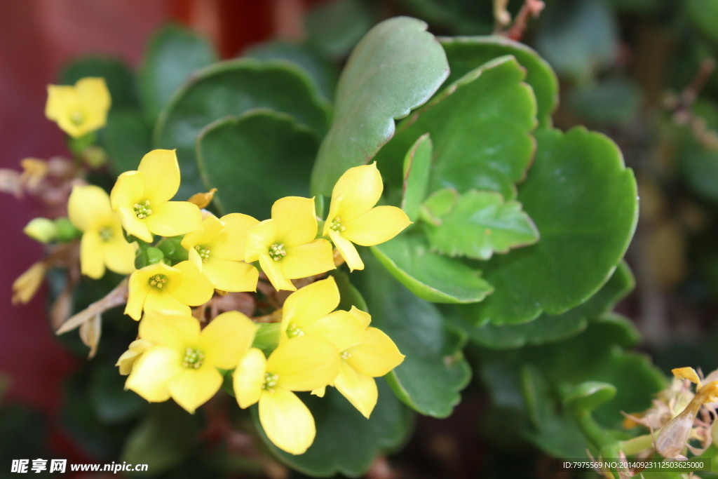 小黄花特写绿叶植物