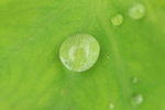 露水