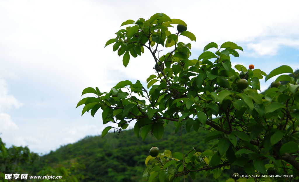 山野果 海岸风光