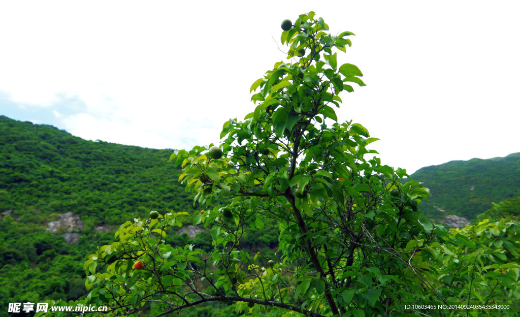 海岸山水 山野果