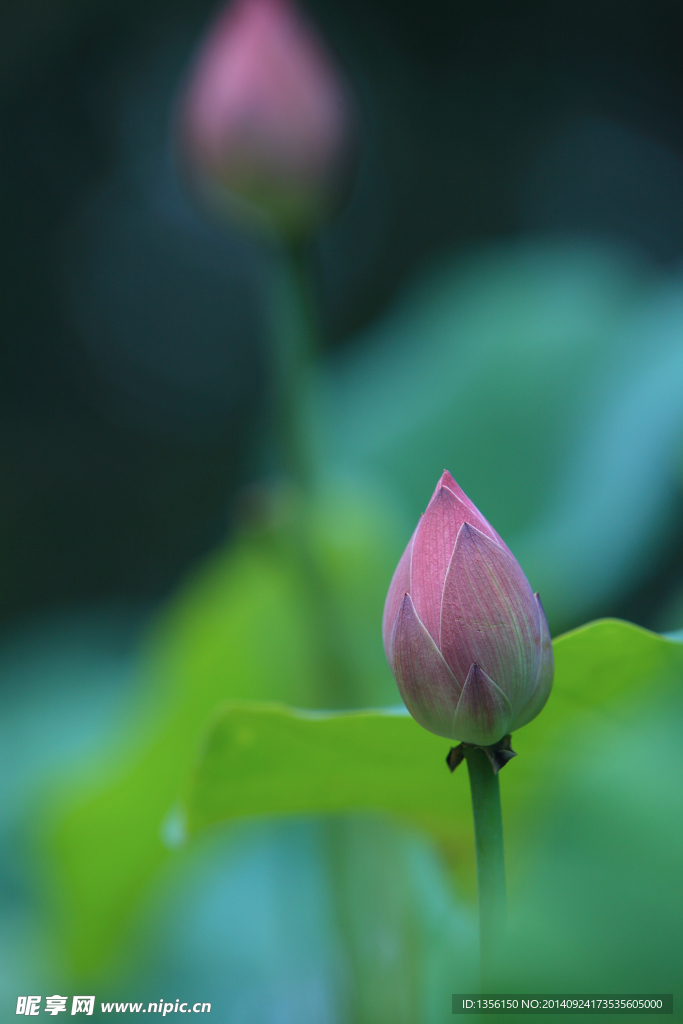 含苞待放的花蕾