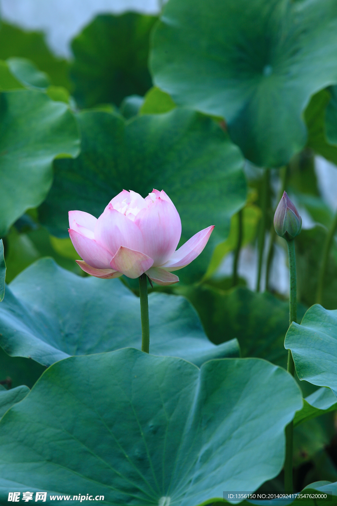 荷花