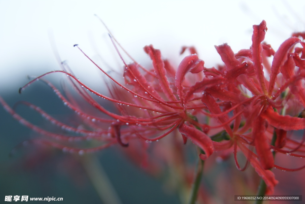 石蒜花开