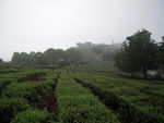 茶园