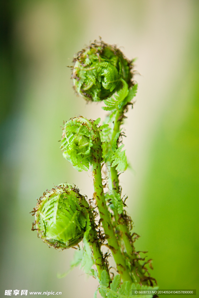 山野菜