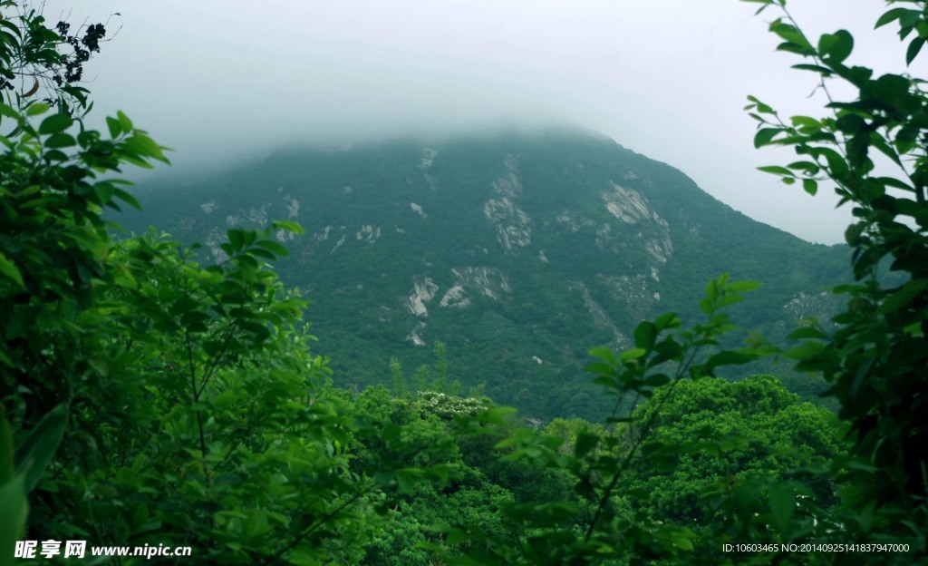 山花烂漫 海山云雾